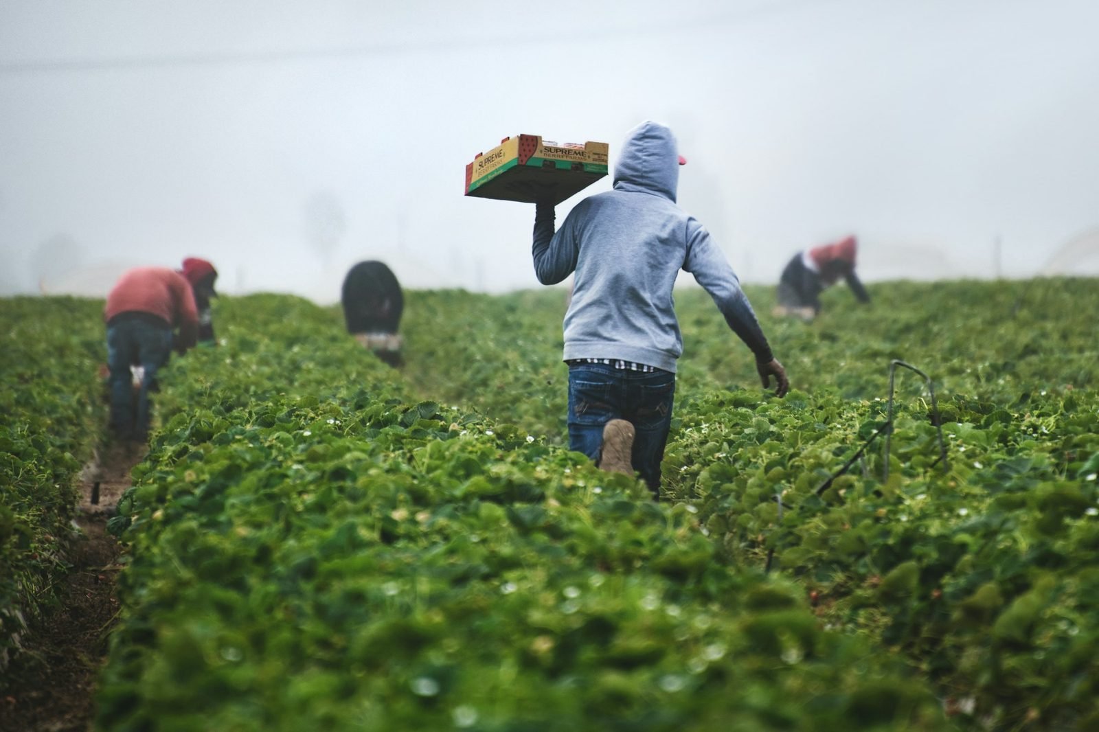 Produce being harvested in the field
